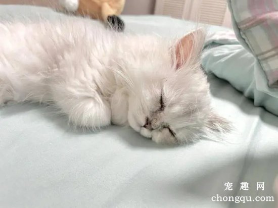 猫怀孕会嗜睡吗？