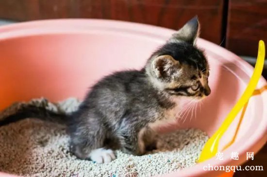 小猫会自己用猫砂吗？