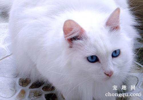 母猫最小几个月会怀孕？