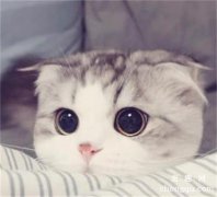 <b>猫三联可预防哪些病?</b>