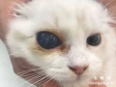 <b>猫咪白内障的病因及症状</b>