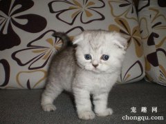 猫咪心理疾病有哪些？如何让猫咪心理达到健康