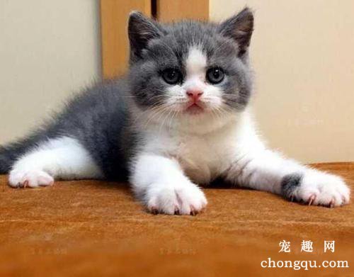 猫咪支气管哮喘的症状及治疗方法