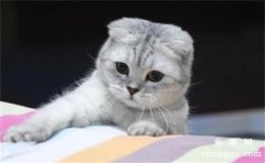 <b>猫咪为什么会舔屁股？很可能是因为有寄生虫或是跳蚤</b>