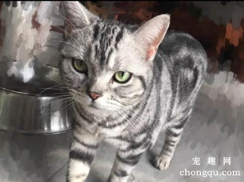 猫咪狂犬病的症状及猫狂犬病的预防方法