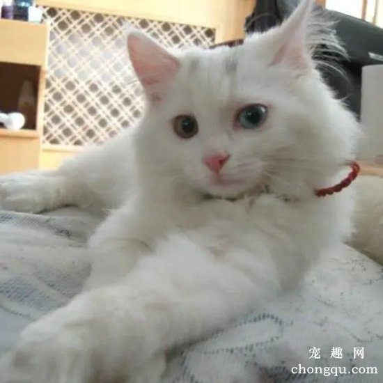 猫咪胸膜炎的症状及治疗方法