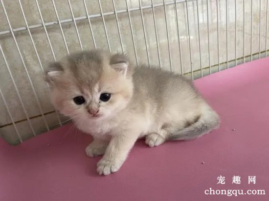 引起猫咪口炎的原因症状及治疗方法