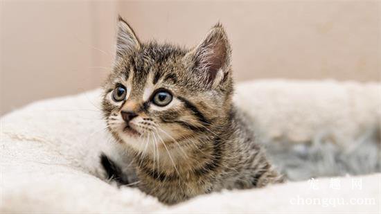 引起猫咪口炎的原因症状及治疗方法