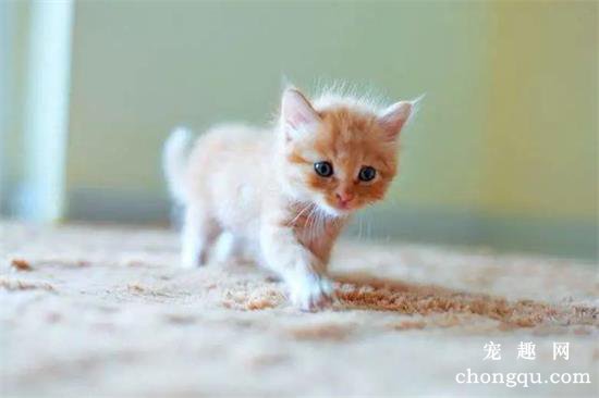 猫在中国的寓意是什么?
