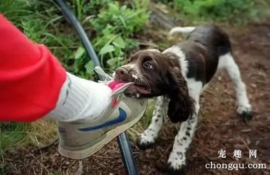 狗狗总是咬鞋子怎么办?