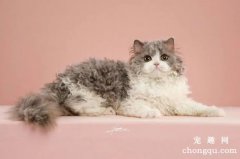 猫吃了老鼠药多久发作？