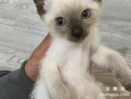 蓝重点暹罗猫怎么区分?