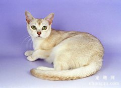 <b>猫咪白血病的症状及治疗方法</b>