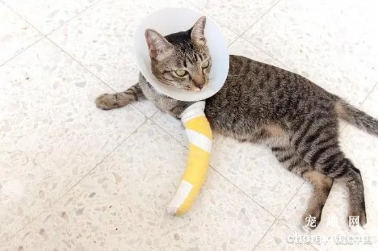猫咪骨折的应急处理方法？