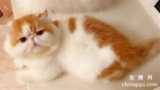 猫咪咽炎的症状及治疗方法
