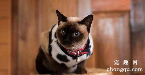 猫传染性鼻气管炎的症状及治疗方法？