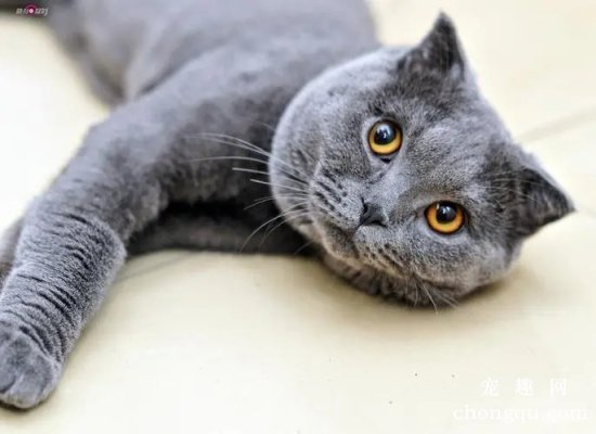 猫咪患肾结石的原因及症状有哪些？