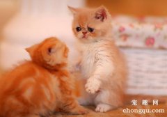 <b>猫咪得了糖尿病有哪些症状</b>