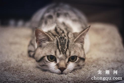 猫咪尿结石的症状及治疗方法