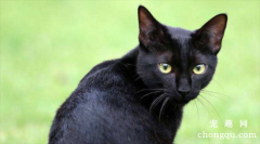 如何预防猫咪咪耳部疾病呢？