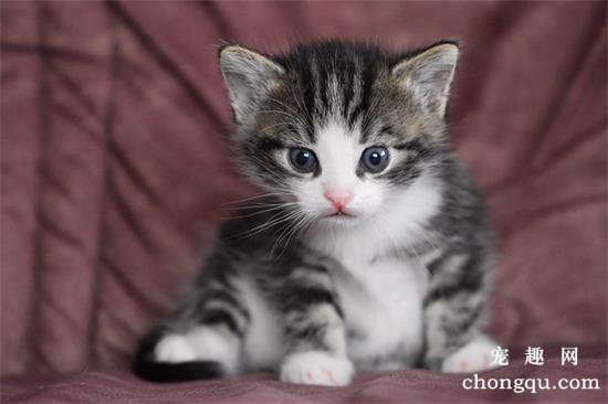 猫咪食道扩张的病因症状及治疗方法？