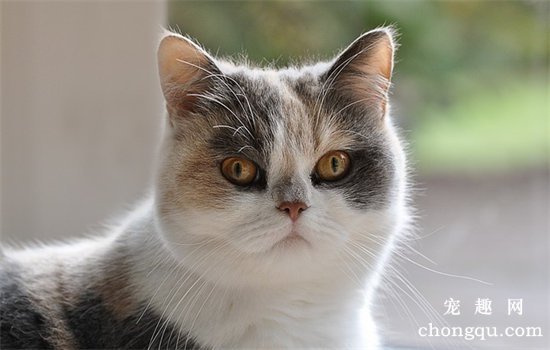 猫咪患日射病的原因及症状和治疗方法