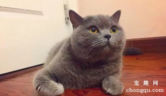 猫咪患日射病的原因及症状和治疗方法