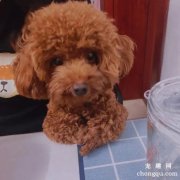 怎么判断泰迪犬的年龄？