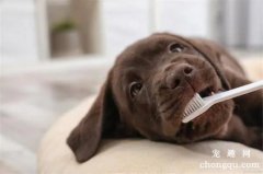 如何保护狗狗牙齿？