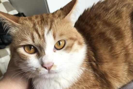 猫咪患热射病（中暑）的原因及急救治疗知识