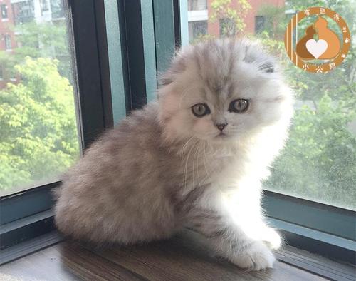 猫咪患热射病（中暑）的原因及急救治疗知识