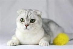 猫咪患尿道炎的致病原因有哪些？