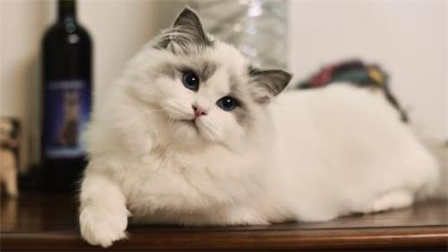 猫咪食欲异常是什么原因造成的？