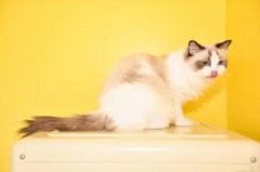 猫咪脱水的原因？如何为脱水猫咪进行补液呢