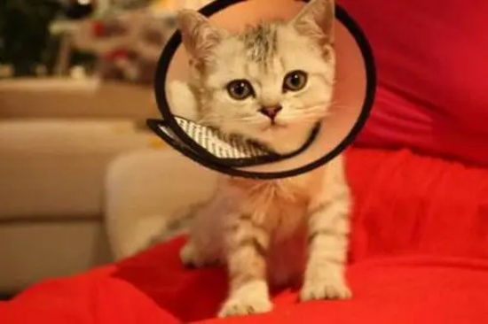 猫咪脑炎有哪些症状？怎么治疗猫咪脑炎呢