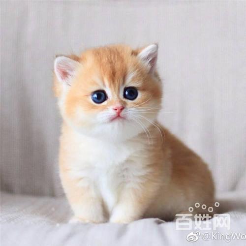 猫咪牙周炎的症状及治疗方法