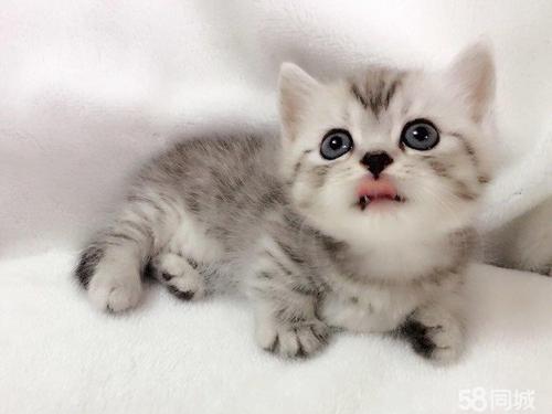 猫咪患耳血肿的症状及治疗方法