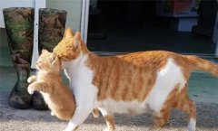 <b>猫妈妈叼走小猫还会回来吗</b>