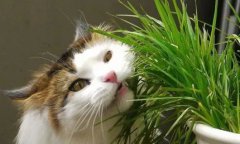 <b>猫草可以天天吃吗?</b>