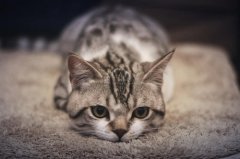 猫的胡须有多长？