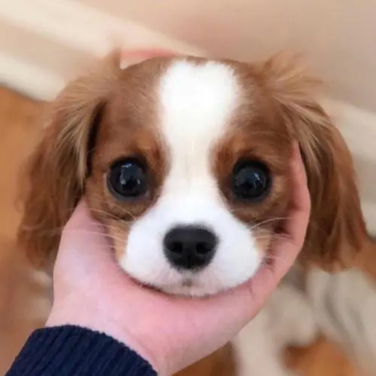 查理王犬的种类