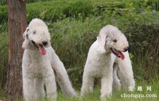 贝灵顿梗犬的体型特征