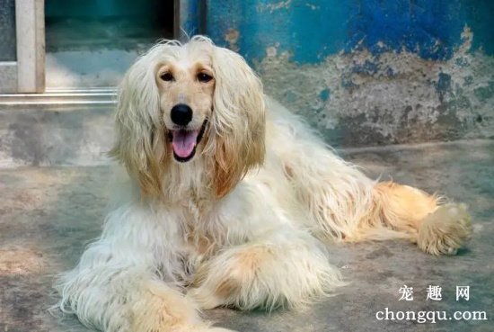 阿富汗犬呕吐了怎么办?