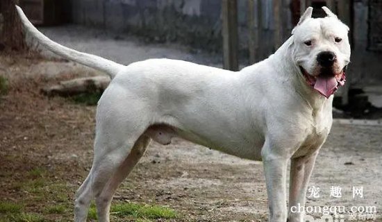 杜高犬护家吗？