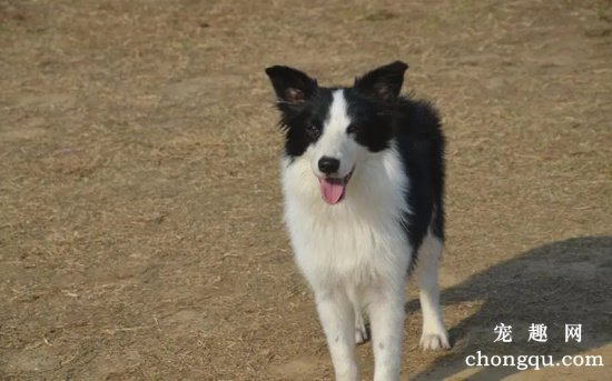 边境牧羊犬生育注意事项