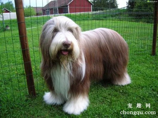 古牧犬毛打结怎么办?