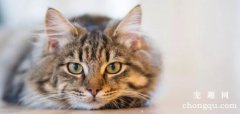 猫咪维生素B1缺乏症有哪些症状？怎么治疗