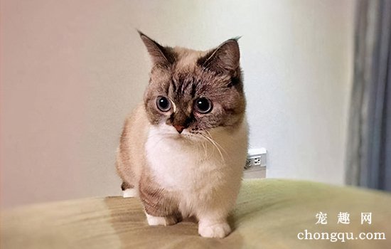 如何解决猫咪因暴食而出现的消化不良?