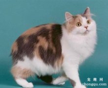 <b>猫脂漏性皮炎的症状及治疗方法有哪些？</b>