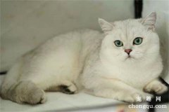 <b>猫咪肠套叠的诊断及治疗方法</b>